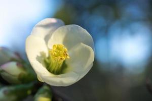 Close-up of white and yellow chaenomeles japonica, or Japanese quince, or Maule's quince photo