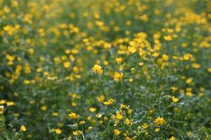 Patch of yellow buttercup flowers on green grass