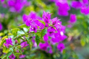 Bright pink bougainvillea flowers with a blurred green background in Sochi, Russia photo