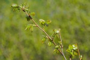 Tree branch with green leaves with a blurred green background photo