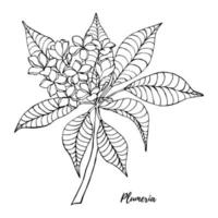 Hand drawn sketch Plumeria flower. Black and white with line art illustration. vector