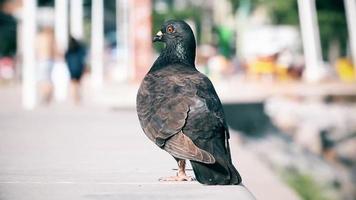 A Pigeon Close-Up