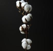 Branch of cotton on a dark background photo