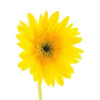 Yellow gerbera flower photo