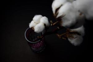 Close-up de una rama de algodón sobre un fondo oscuro foto