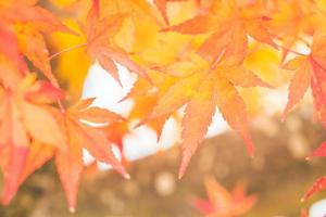 Red maple leaf photo