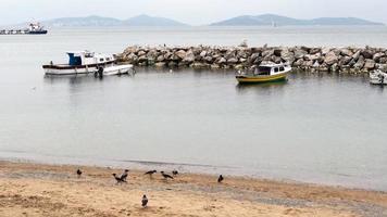 corbeaux à la recherche de nourriture à la plage video