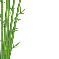 bamboo japan style on a white background vector