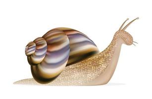 caracol sobre un fondo blanco vector