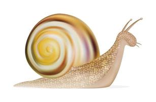 caracol sobre un fondo blanco vector