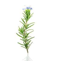 Close-up branch of fresh rosemary and rosemary flower isolated on white background photo