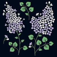 Lilac flowers. Isolated on a black background vector