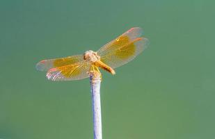 Resting red dragonfly at the lake photo