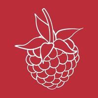 Raspberry sweet fruit illustration for web isolated on white background vector