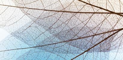 Flat lay transparent leaves lamina texture photo
