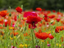 Red poppy flowers photo