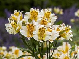 lirios peruanos de alstroemeria blanco y amarillo foto