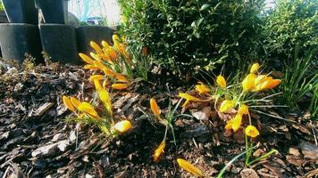 Crocus Blooming Time Lapse Video