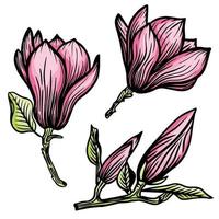 Pink Magnolia flower and leaf drawing illustration with line art on white backgrounds. Vector illustration