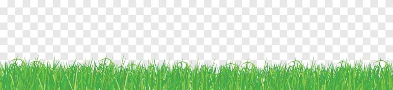 Grass Isolated Transparent background