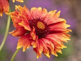 Close-up of a beautiful grandiflora flower photo