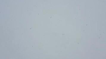 mouvement de chutes de neige sur fond blanc d'hiver video