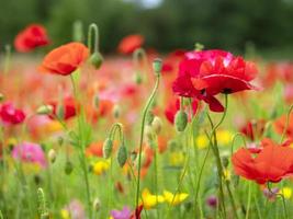 coloridas flores de amapola en un campo