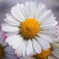 Beautiful daisy flower in the spring season photo