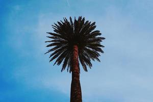 palmera y cielo azul en primavera foto