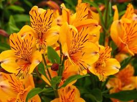 Orange alstroemeria flowers photo