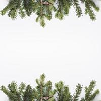 Coniferous branches isolated on white background photo