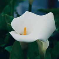 Beautiful lily calla flower in the garden in spring season photo