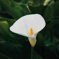 Beautiful lily calla flower in the garden in spring season photo
