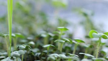 Watercress Salad Microgreens Grown in a Tray at Home video