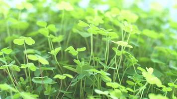 microgreens insalata di crescione cresciuto in un vassoio a casa