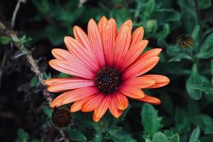 Beautiful red flower plant in the garden in springtime photo