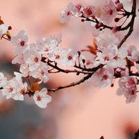 Beautiful pink flower plant in the garden in springtime photo