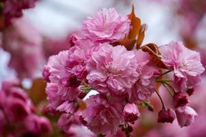 Beautiful pink flower plant in the garden in springtime photo