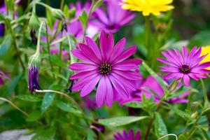 Beautiful pink flower plant in the garden in springtime photo