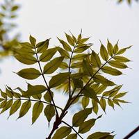 Green-yellow tree leaves in spring season photo