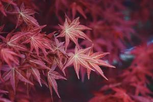Red tree leaves in autumn season, autumn colors photo