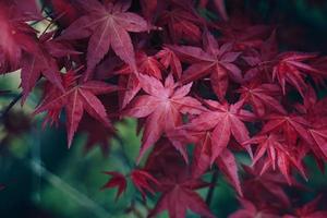 hojas de los árboles rojos en la temporada de otoño, colores otoñales