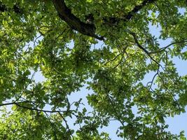 Looking up through an oak tree photo