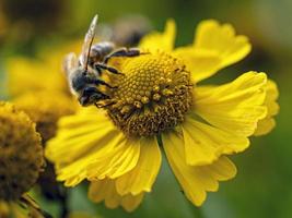 abeja en una flor amarilla foto