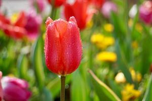 románticos tulipanes rojos en el jardín en primavera