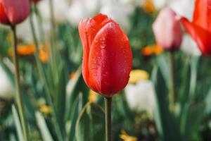 románticos tulipanes rojos en el jardín en primavera foto