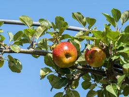maduración de la manzana en la rama de un árbol