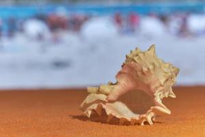 una concha al sol con el mar borroso en el fondo. foto