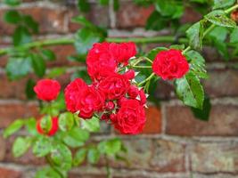 Trepando rosas rojas floreciendo contra una pared de ladrillos foto