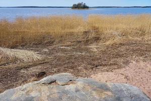 plantas secas en la costa del mar Báltico en Finlandia en la primavera. foto